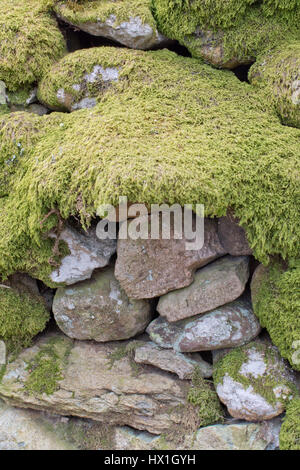 Moos bedeckt Trockenmauer Stockfoto