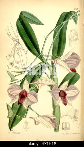 Diese botanische Illustration aus der Zeitschrift Curtis zeigt das Dendrobium bigibbbum, das zuvor als Dendrobium phalaenopsis identifiziert wurde. Die zarte Orchidee ist bekannt für ihre komplizierten Blumen und die lebendige Färbung, die die Schönheit tropischer Pflanzen zeigt. Stockfoto