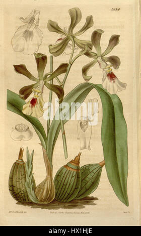 Encyclia cordigera, früher Epidendrum macrochilum, ist eine in Mittelamerika heimische Orchideenart. Die botanische Illustration von Curtis' Botanical Magazine aus dem Jahr 1836 zeigt ihre einzigartigen floralen Merkmale, einschließlich ihrer farbenfrohen, komplizierten Blüten und ihrer detaillierten Struktur. Stockfoto
