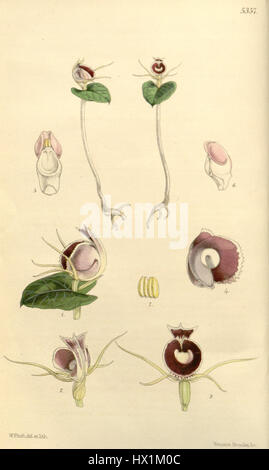 Corybas pictus, auch bekannt als Corysanthes limbata, ist eine Orchideenart, die im Botanical Magazine von Curtis beschrieben wird und markante lila und weiße Blüten aufweist. Stockfoto