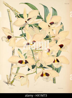 Dendrobium Pulchellum (als D. Dalhousieanum) Warner, Williams wählen Sie Orch Pflanzen 1, TF. 22 (1862 1865) Stockfoto