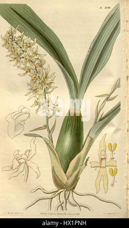 Gomesa Foliosa (als Pleurothallis Foliosa) Curtis' 54 (N.S. 1) pl. 2746 (1827) Stockfoto