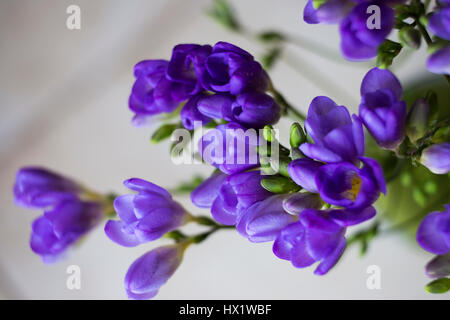 Blume lila Freesie Stockfoto