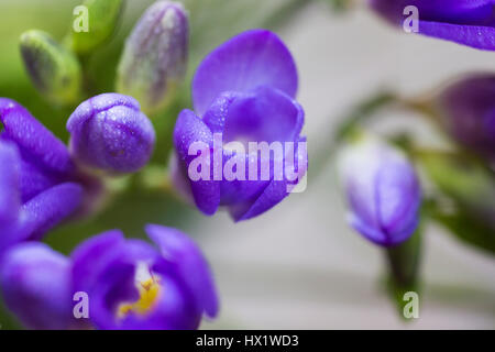 Blume lila Freesie Stockfoto