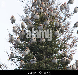 Bhoemiam Seidenschwänze im winter Stockfoto