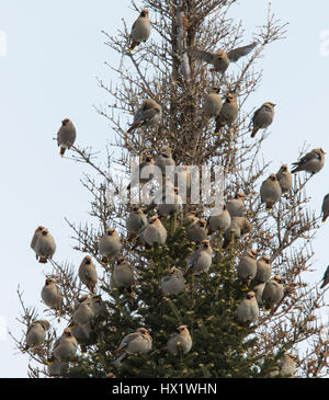 Bhoemiam Seidenschwänze im winter Stockfoto