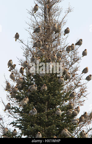 Bhoemiam Seidenschwänze im winter Stockfoto