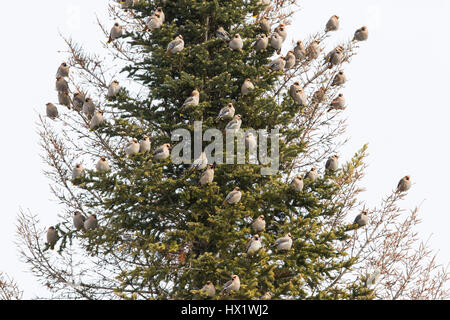 Bhoemiam Seidenschwänze im winter Stockfoto