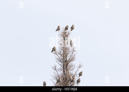 Bhoemiam Seidenschwänze im winter Stockfoto