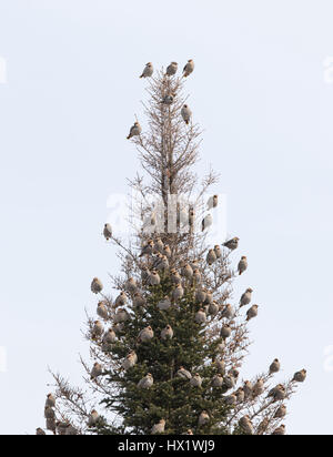 Bhoemiam Seidenschwänze im winter Stockfoto