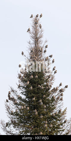 Bhoemiam Seidenschwänze im winter Stockfoto