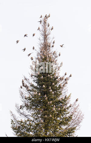 Bhoemiam Seidenschwänze im winter Stockfoto