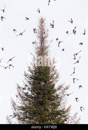 Bhoemiam Seidenschwänze im winter Stockfoto