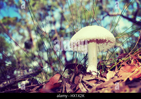 Weiße geschwollene Amanita Pilz (Pilze) mit Warzen oder Stacheln wachsen auf den australischen Waldboden Stockfoto