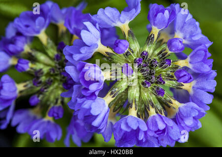 Primula denticulata 'Corolla Blue', Drumstick Primeln, Frühjahr, in der Blüte Stockfoto