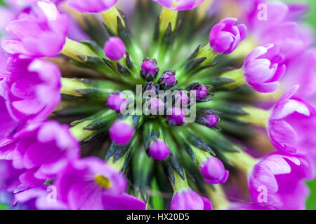 Primula denticulata „Corolla Deep Rose“, Drumstick Primrosen rosa Nahaufnahme Primrosenblüte Stockfoto