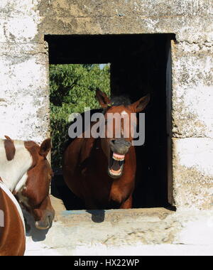 Tierverhalten - ein braunes Pferd gerahmt in das Fenster einer alten Scheune fletscht seine Zähne auf die Welt-Hochformat Stockfoto