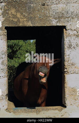 Tierverhalten - ein braunes Pferd gerahmt in das Fenster einer alten Scheune fletscht seine Zähne auf die Welt-Hochformat Stockfoto