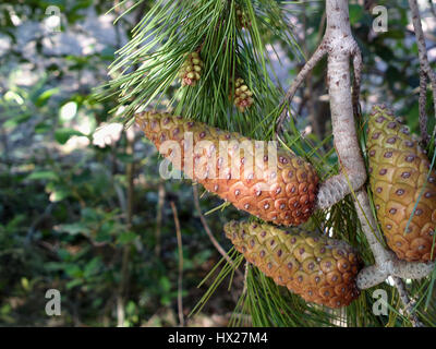 Weihnachtsbaum Zweig mit großer Tannenzapfen für Dekoration. Immergrüne Tanne Stockfoto
