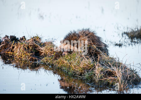 Marderhund (Nyctereutes Procyonoides) ist Schwimmen im Sumpf und sitzen auf einem Höcker Stockfoto