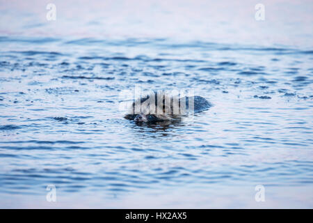 Marderhund (Nyctereutes Procyonoides) schwimmt im Sumpf Stockfoto