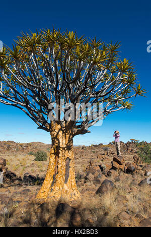 Frau macht Fotos von den Köcher Bäume Wald (Aloe Dichotoma) in der Nähe von Keetmanshoop, Namibia Stockfoto