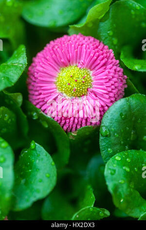 Garten Sorten der großen Blumen Gänseblümchen Stockfoto