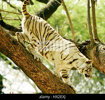 Ein weißer Tiger klettern auf einen Baum. Stockfoto