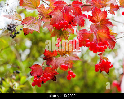 Guelder Rose Strauch in leuchtend rote Herbstfärbung. Lebhafte rote Beeren und rote Blätter auch wild Liguster Beeren. Aston Clinton Ragpits Naturschutzgebiet. Stockfoto