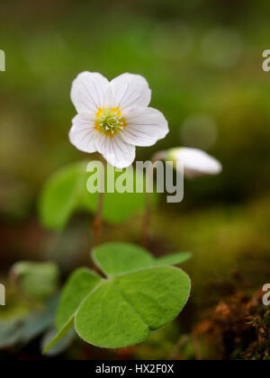 Sauerklee wächst auf einem moosigen Baumstamm auf dem Waldboden. Porträt der zierlichen weiß, violett geäderten Blütenblättern, gelben Staubgefäßen, Knospe und Kleeblatt verlässt. Stockfoto