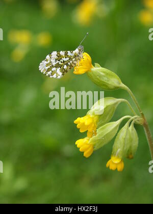 Anthocharis Cardamines, weibliche Orange-Tip Schmetterling Schlafplatz auf einem gelb Primula Vulgaris, Schlüsselblume in den Rasen nach dem Regen; zeigt das Lochmuster. Stockfoto