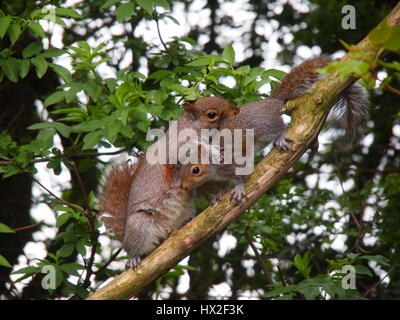 Sciurus Carolinensis;  Ein Pflegeheim graue Eichhörnchen Fürsorge für ihre Jungen auf dem Ast eines älteren Baumes in einen Feldweg zeigt Mutterliebe in der Wildnis. Stockfoto