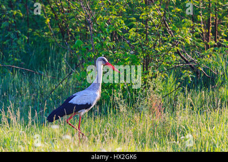 Weißstorch zurück vom Winter Migration, Europa, Frühling, großer Vogel, ein Symbol für Europa Stockfoto