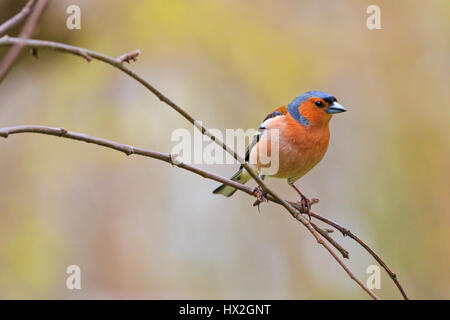 Buchfink im Frühling sitzt auf Ast im Garten, Frühling Vogelgezwitscher, schöne Melodie, die Vögel im Garten, die Vögel in Stockfoto