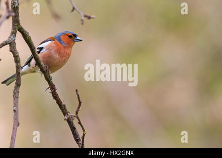 Buchfink sitzt auf Ast im Garten, Frühling Vogelgezwitscher, schöne Melodie, die Vögel im Garten, die Vögel in Stockfoto