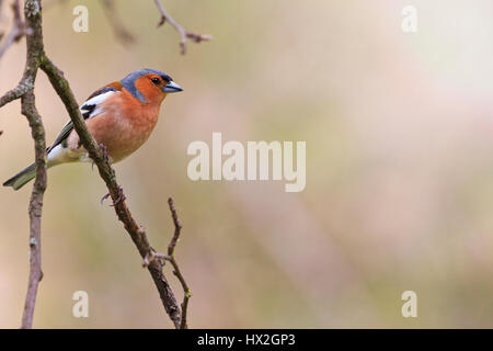 Buchfink sitzt auf Ast im Garten in den sonnigen Tag, Frühling Vogelgezwitscher, schöne Melodie, die Vögel im Garten, die Vögel in Stockfoto