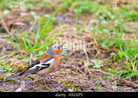 Buchfink sitzt auf dem Rasen im Garten, Frühling Vogelgezwitscher, schöne Melodie, die Vögel im Garten, die Vögel in Stockfoto