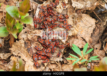 Firebug im Garten, Pyrrhocoris Apterus, Frühling, Insekten, bugs rote Muschel Stockfoto
