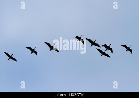 Weiß – Blässgänse Gänse fliegen in den blauen Himmel, Migration, fliegt Richtung Norden, ein Symbol des Frühlings Stockfoto