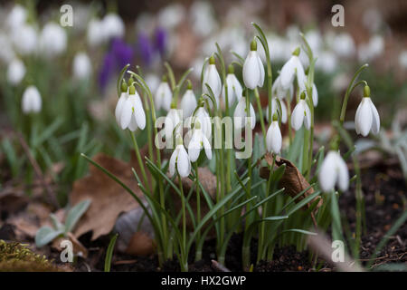 GALANTHUS NIVALIS Schneeglöckchen 2017 Stockfoto