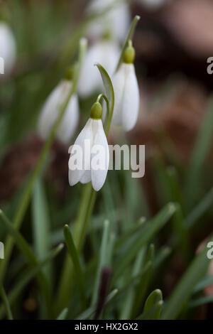 GALANTHUS NIVALIS Schneeglöckchen 2017 Stockfoto