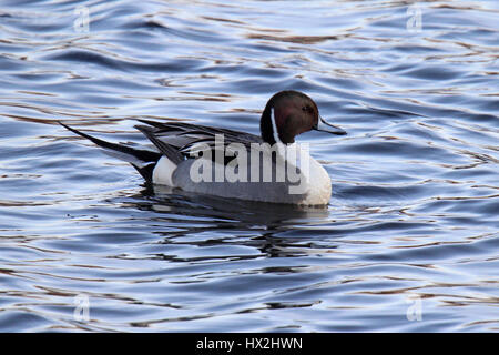 Eine männliche nördlichen Pintail Ente Anas Acuta schwimmen auf dem See. Stockfoto