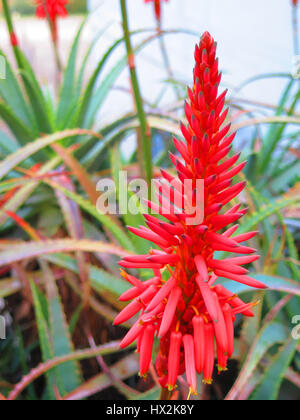 Aloe Vera, rote heiße Poker Art Blume Stockfoto