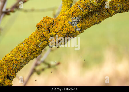 Nahaufnahme des Gelben flechten Xanthoria Kissen auf Ast mit Insekten im Spinnennetz mit unscharfen Hintergrund gefangen, East Lothian, Schottland, Großbritannien Stockfoto