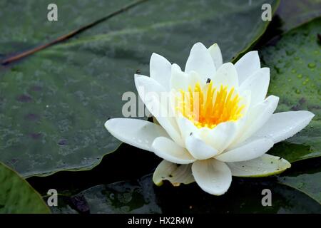Regen fällt auf WIMBLEDON LILLY der WIMBLEDON CHAMPIONSHIPS 20 der ALL ENGLAND TENNIS CLUB WIMBLEDON LONDON ENGLAND 28 Juni 201 Stockfoto