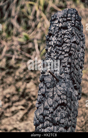 Unschärfe in den Wald ein Stück Baum verbrannt wie abstrakten Hintergrund Stockfoto