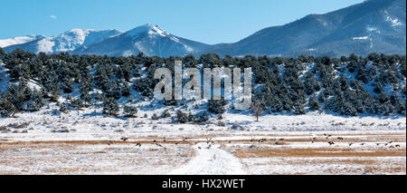 Kanadische Gänse abheben vom Schnee bedeckt Wiese, Vandaveer Ranch, Salida, Colorado, USA Stockfoto