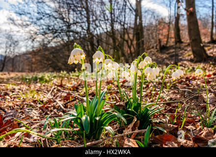 erste Blüten im Frühling. Frühling-Schneeflocke auch genannt Leucojum auf der Waldwiese in Bergen der Hintergrund jedoch unscharf. Snowbell Nahaufnahme. Stockfoto