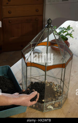 Pflanzung einer Terrarium-Sequenz. Schritt 1: Hinzufügen von Steinen für Entwässerung und Blumenerde Stockfoto