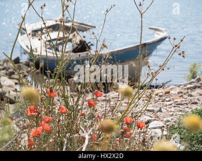 ein Blick auf ein altes beschädigt aufgegeben Holz Holz-Jolle auf einem Stein Kiesstrand mit wilden Mohn Mohnblumen im Vordergrund, Türkei Stockfoto